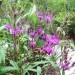 Ironweed
